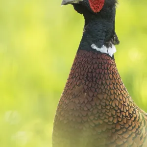 Pheasant Print, Achau, Lower Austria Pheasant Print, Achau, Lower Austria