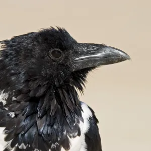 Pied Crow Print, Namibia Pied Crow Print, Namibia