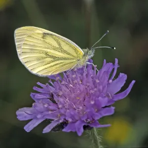 Pieris napi Print - Rapeseed White Butterfly Pieris napi Print - Rapeseed White Butterfly