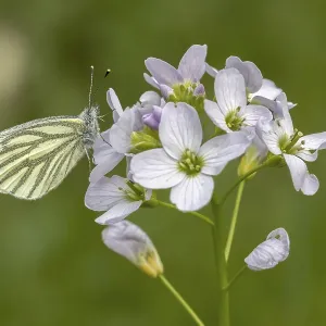 Pieris napi Print - Green-veined White Butterfly on Cardamine pratensis Pieris napi Print - Green-veined White Butterfly on Cardamine pratensis
