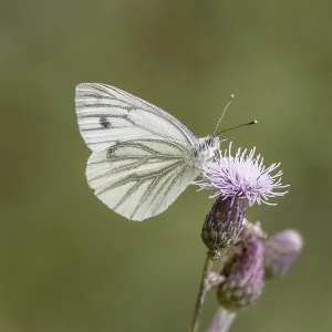 Pieris napi Print: Green-veined White on Thistle Pieris napi Print: Green-veined White on Thistle