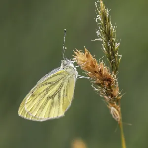 Green-veined White Butterfly Print (2nd Generation) Green-veined White Butterfly Print (2nd Generation)