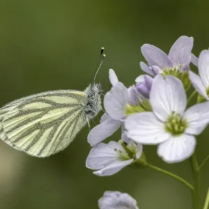Pieris napi Print - Green-veined White Butterfly on Cardamine pratensis Pieris napi Print - Green-veined White Butterfly on Cardamine pratensis