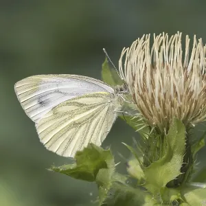 Pieris napi Print - Green-veined White Butterfly Pieris napi Print - Green-veined White Butterfly
