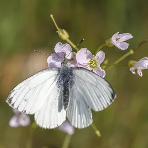Pieris napi Print - Green-veined White Butterfly Pieris napi Print - Green-veined White Butterfly