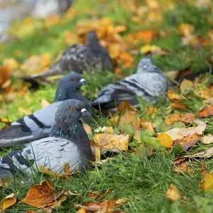 Pigeons in a clearing in the grass Print Pigeons in a clearing in the grass Print