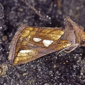Plusia putnami gracilis Plusia putnami gracilis