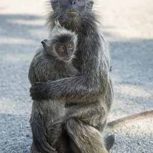 Portrait of Tufted gray langur Semnopithecus priam Print