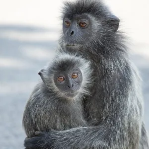 Portrait of Tufted Gray Langur Print in Natural Habitat