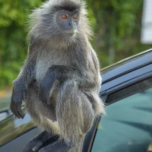 Portrait of Tufted Gray Langur Print