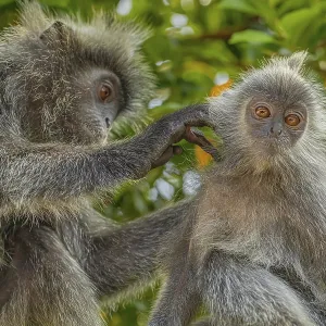 Portrait of Tufted Gray Langur Print, Malaysia City Park
