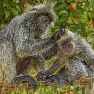 Büschelgrauer Langur