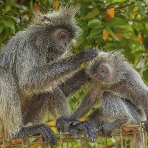 Portrait of Tufted Gray Langur Print - Malaysia City Park
