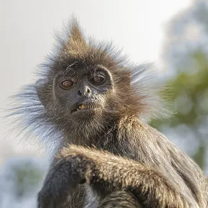 Portrait of Tufted Gray Langur Print, Malaysia City Park