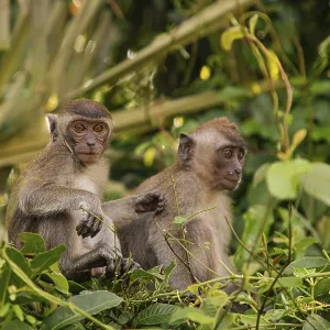 Portrait of Tufted Gray Langur Print in Natural Habitat