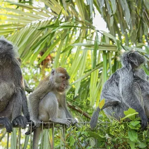 Print of Tufted Gray Langur in Natural Habitat