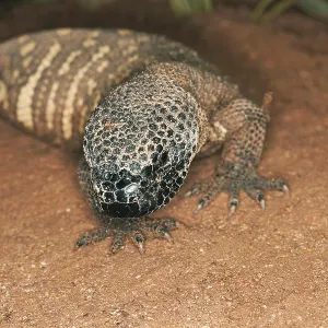 Schuppenechse (Heloderma horridum) Schuppenechse (Heloderma horridum)