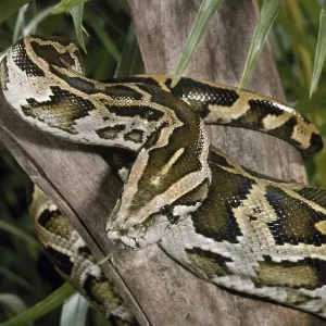 Burmese Rock Python Print