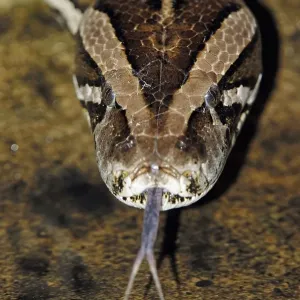 Dark Indian Python Print: Flicking Tongue