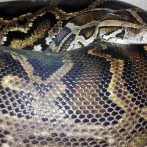 Dark Indian Python (Python molurus bivittatus) Print Dark Indian Python (Python molurus bivittatus) Print
