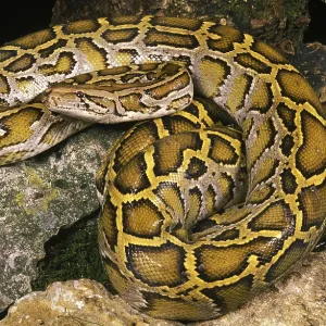 Indian Python (Python molurus) Print Indian Python (Python molurus) Print