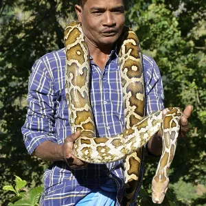 Indian Python Print - Sri Lanka (Python molurus) Indian Python Print - Sri Lanka (Python molurus)