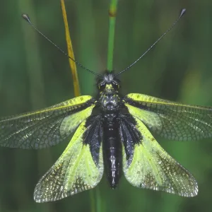 Schlangenadler des Pharao (Ascalaphus libelluloides) Schlangenadler des Pharao (Ascalaphus libelluloides)