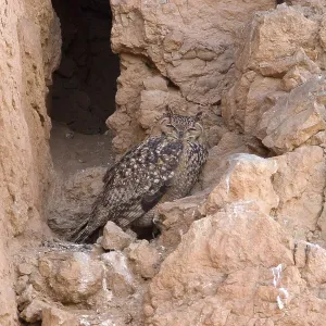 Pharaonen-Eule (Bubo ascalaphus) Pharaonen-Eule (Bubo ascalaphus)
