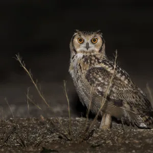 Pharaonen-Eule (Bubo ascalaphus) Pharaonen-Eule (Bubo ascalaphus)