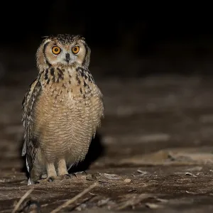 Pharaonen-Eule (Bubo ascalaphus) Pharaonen-Eule (Bubo ascalaphus)