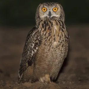 Pharaonen-Eule (Bubo ascalaphus) Pharaonen-Eule (Bubo ascalaphus)