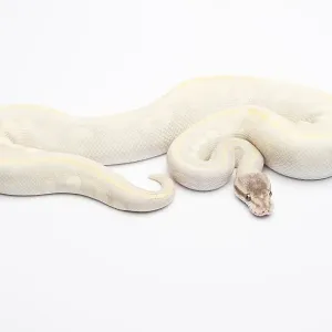 Opal Diamond Royal Python Print Opal Diamond Royal Python Print