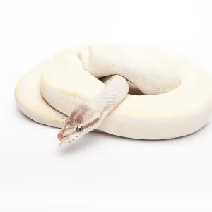 Royal Python Print, Opal Diamond Male Royal Python Print, Opal Diamond Male