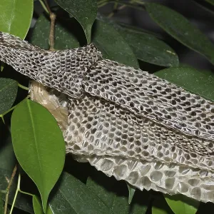 Tiger Python Print (Python molurus bivittatus)