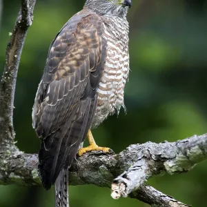 Variable Goshawk (Accipiter hiogaster) Variable Goshawk (Accipiter hiogaster)
