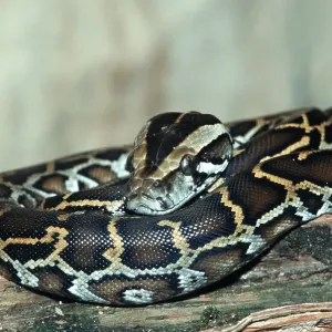 Young Indian Burmese Python Print
