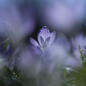 Purple Spring Crocus Print, Stadtpark Hain, Bamberg, Germany Purple Spring Crocus Print, Stadtpark Hain, Bamberg, Germany