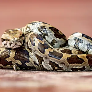 Indian Rock Python Close-up Print Indian Rock Python Close-up Print