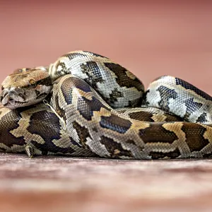 Indian Rock Python Print - Sri Lanka Indian Rock Python Print - Sri Lanka