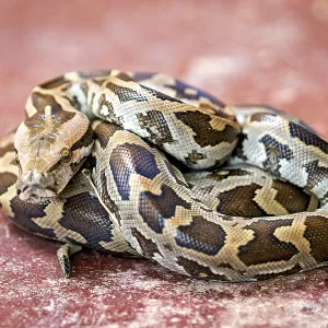 Indian Rock Python Print - Coiled on Red Ground, Sri Lanka Indian Rock Python Print - Coiled on Red Ground, Sri Lanka