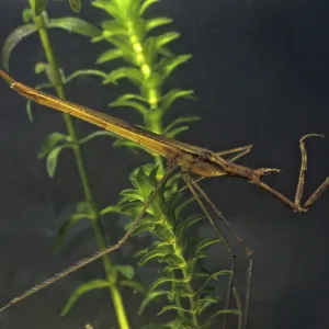Ranatra linearis Print - Aquatic Stick Bug Portrait Ranatra linearis Print - Aquatic Stick Bug Portrait