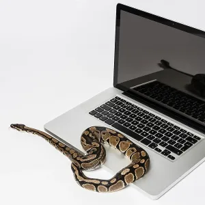 Python Verwandte Bilder