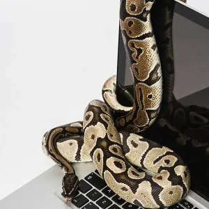 Python Verwandte Bilder