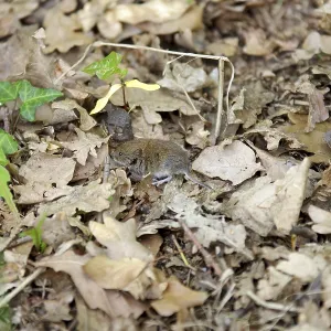 Cabra rupestre de espalda roja (Myodes glareolus). Cabra rupestre de espalda roja (Myodes glareolus).