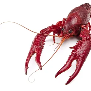 Red Boiled Crawfish Print on White Background Red Boiled Crawfish Print on White Background
