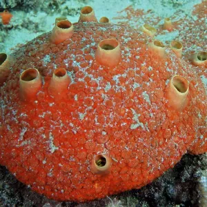 Redrillante esponja de carbón (Cliothosa delitrix). Redrillante esponja de carbón (Cliothosa delitrix).