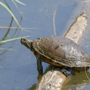 Red-eared slider Print, Unterlamm, Austria Red-eared slider Print, Unterlamm, Austria