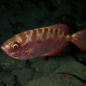 Red Fish Print: Big-Eyed Perch in Gran Canaria, Spain Red Fish Print: Big-Eyed Perch in Gran Canaria, Spain