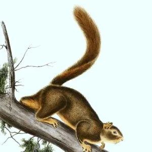Rotschädelmarmotte (Sciurus granatensis) Rotschädelmarmotte (Sciurus granatensis)