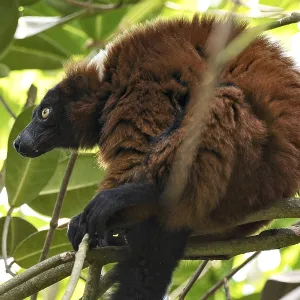 Red Vari Lemur Print, Zurich Zoo, Switzerland Red Vari Lemur Print, Zurich Zoo, Switzerland